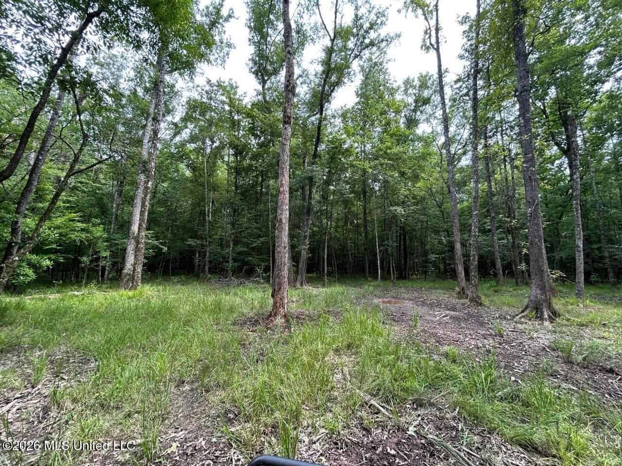 113± Acres for Sale in Osyka, MS on Tickfaw River