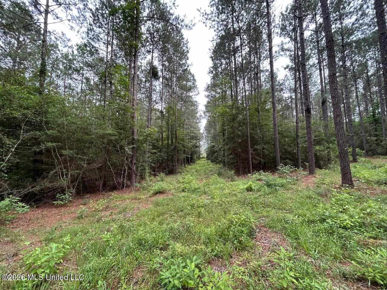 113± Acres for Sale in Osyka, MS on Tickfaw River