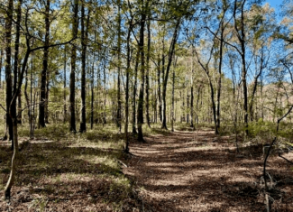 76 Acres For Sale Clay County MS