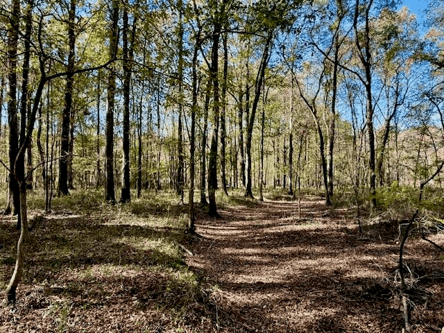 76 Acres For Sale Clay County MS