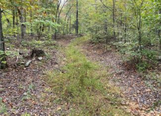 20 Acres Newton County Hunting Timberland For Sale Near Low Gap