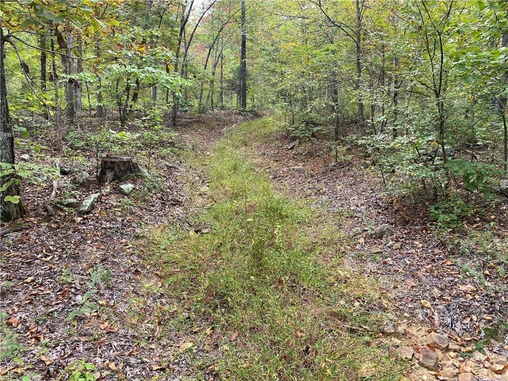 20 Acres Newton County Hunting Timberland For Sale Near Low Gap