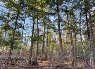 13.9 Acre Surveyed Parcel – Passadumkeag, Maine