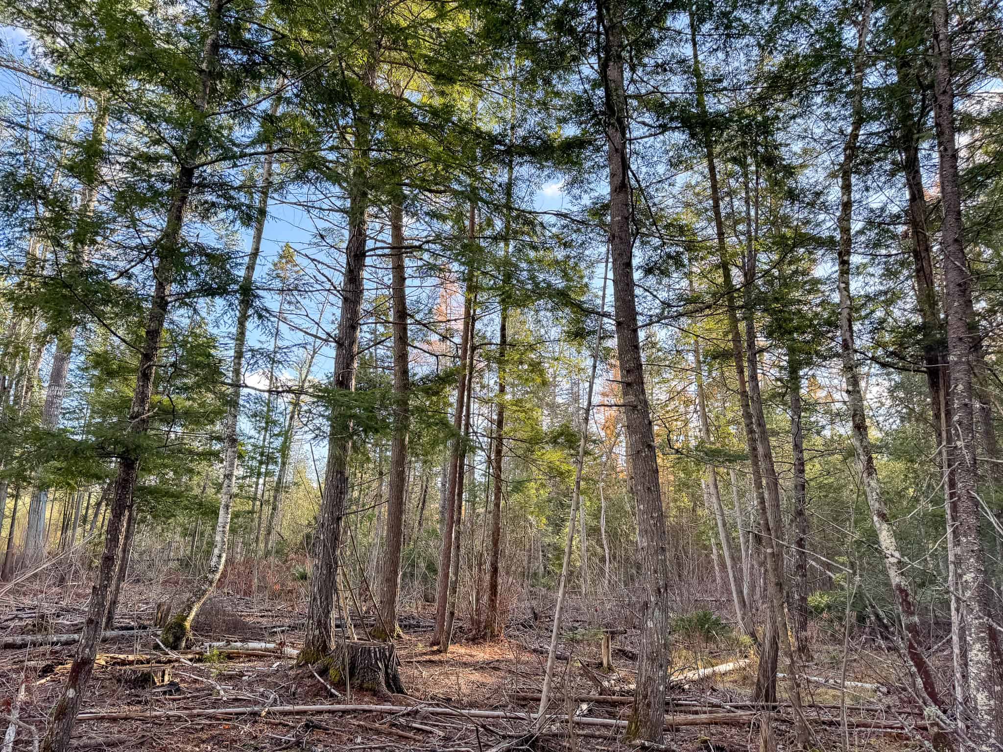 13.9 Acre Surveyed Parcel – Passadumkeag, Maine