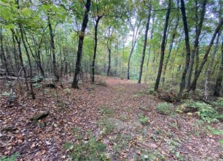 39.75 Newton County Hunting Land/Timber Property For Sale Low Gap