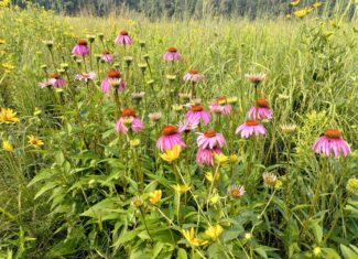 Windy Ridge – Conservation Homestead – 187 ± Acres in Monroe County’s Driftless Area of Wisconsin