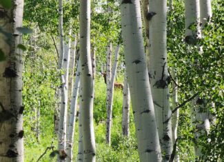 Colorado Hunting and Recreation Acreage