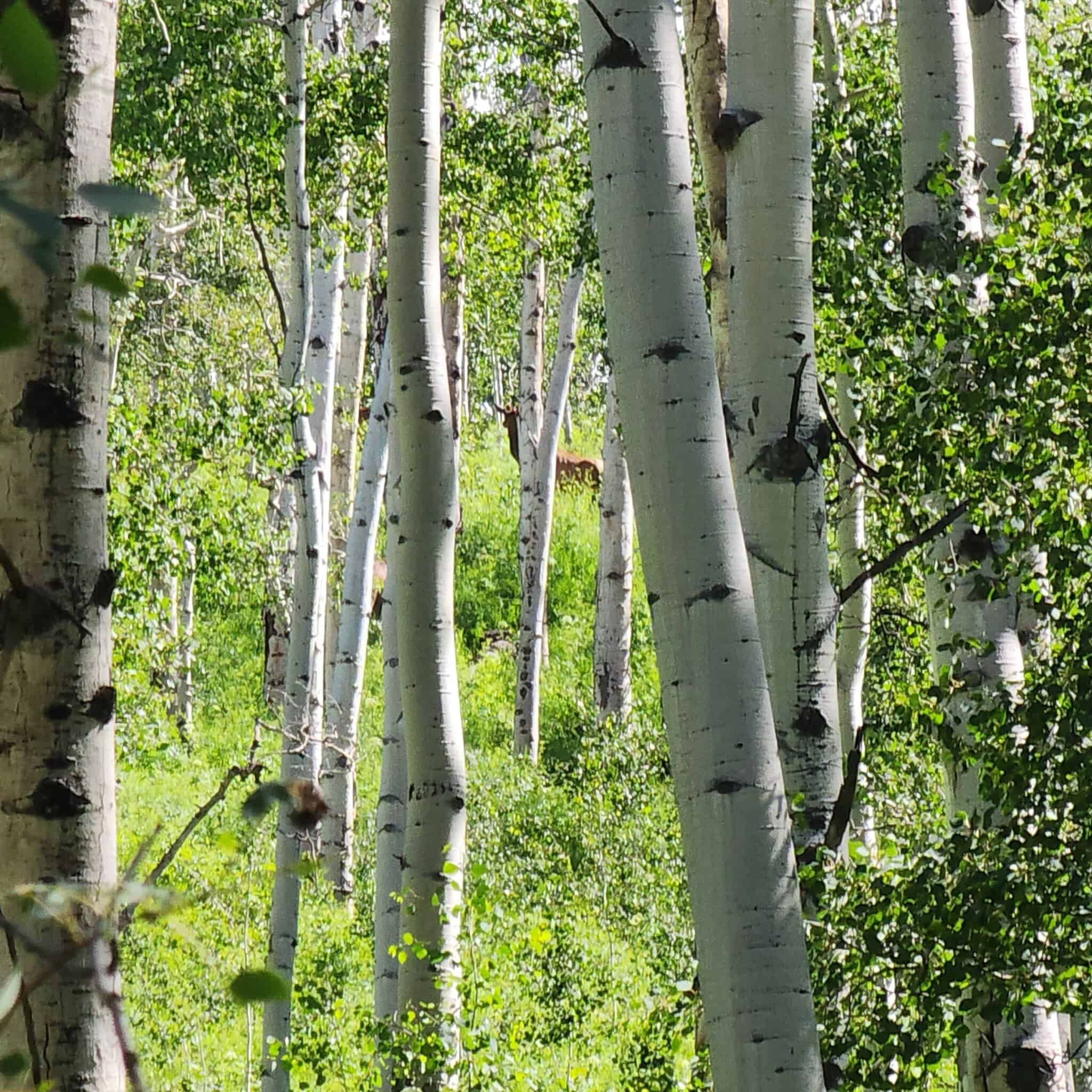 Colorado Hunting and Recreation Acreage