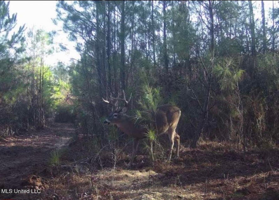 113 Acres of Hunting Land in Liberty, Mississippi