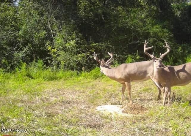 113 Acres of Hunting Land in Liberty, Mississippi