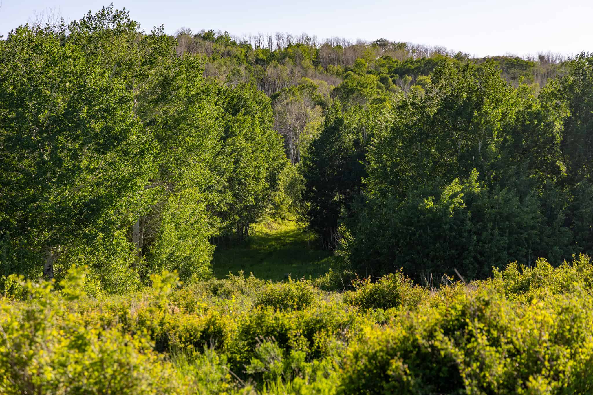 Buckhorn Lakes Ranch Investor Offering – 449± Acres of Premium Mountain Terrain for Sale