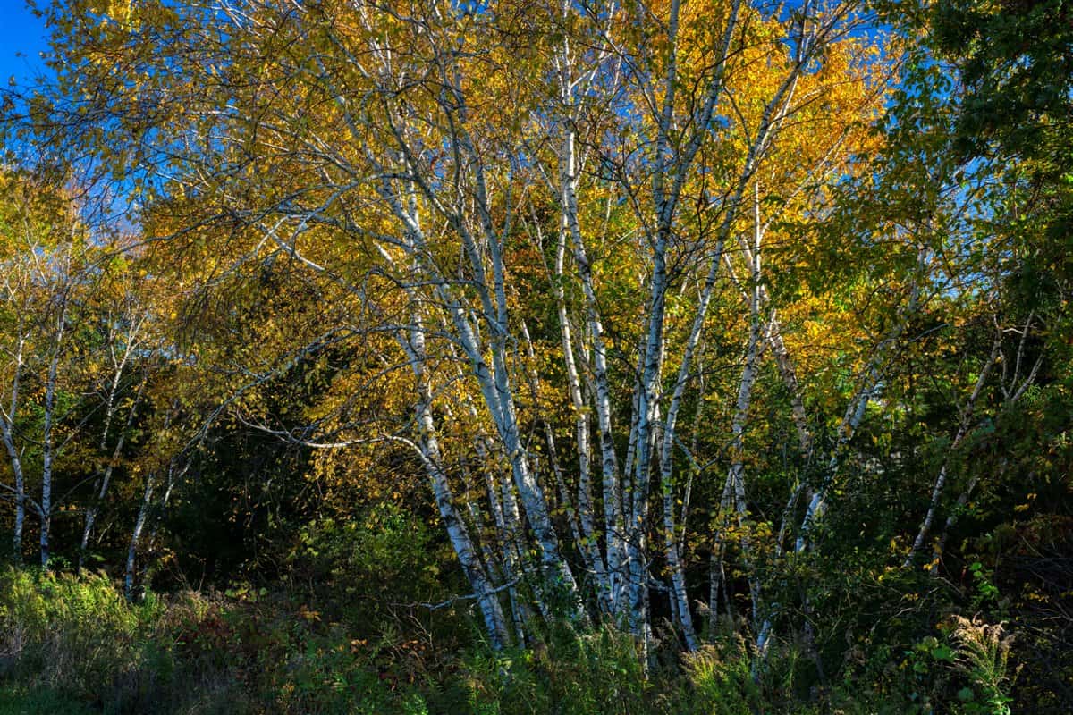 252± Acre Legacy Estate in Trempealeau County WI