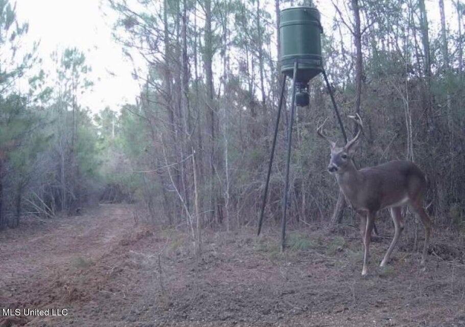 113 Acres of Hunting Land in Liberty, Mississippi