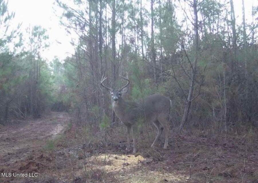 113 Acres of Hunting Land in Liberty, Mississippi