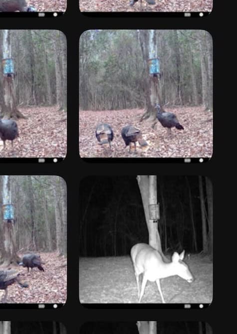 113± Acres for Sale in Osyka, MS on Tickfaw River