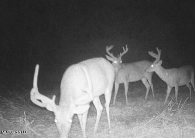 113 Acres of Hunting Land in Liberty, Mississippi