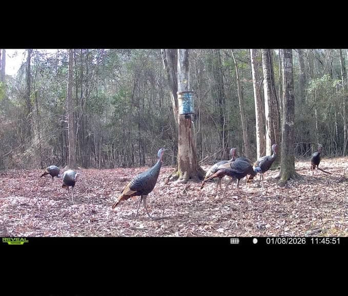 113± Acres for Sale in Osyka, MS on Tickfaw River