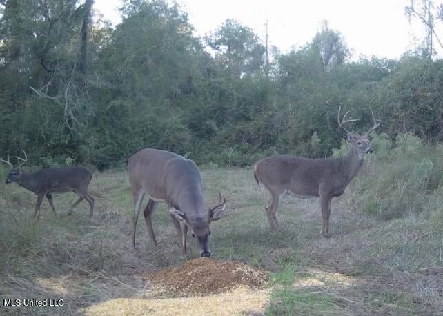 113 Acres of Hunting Land in Liberty, Mississippi