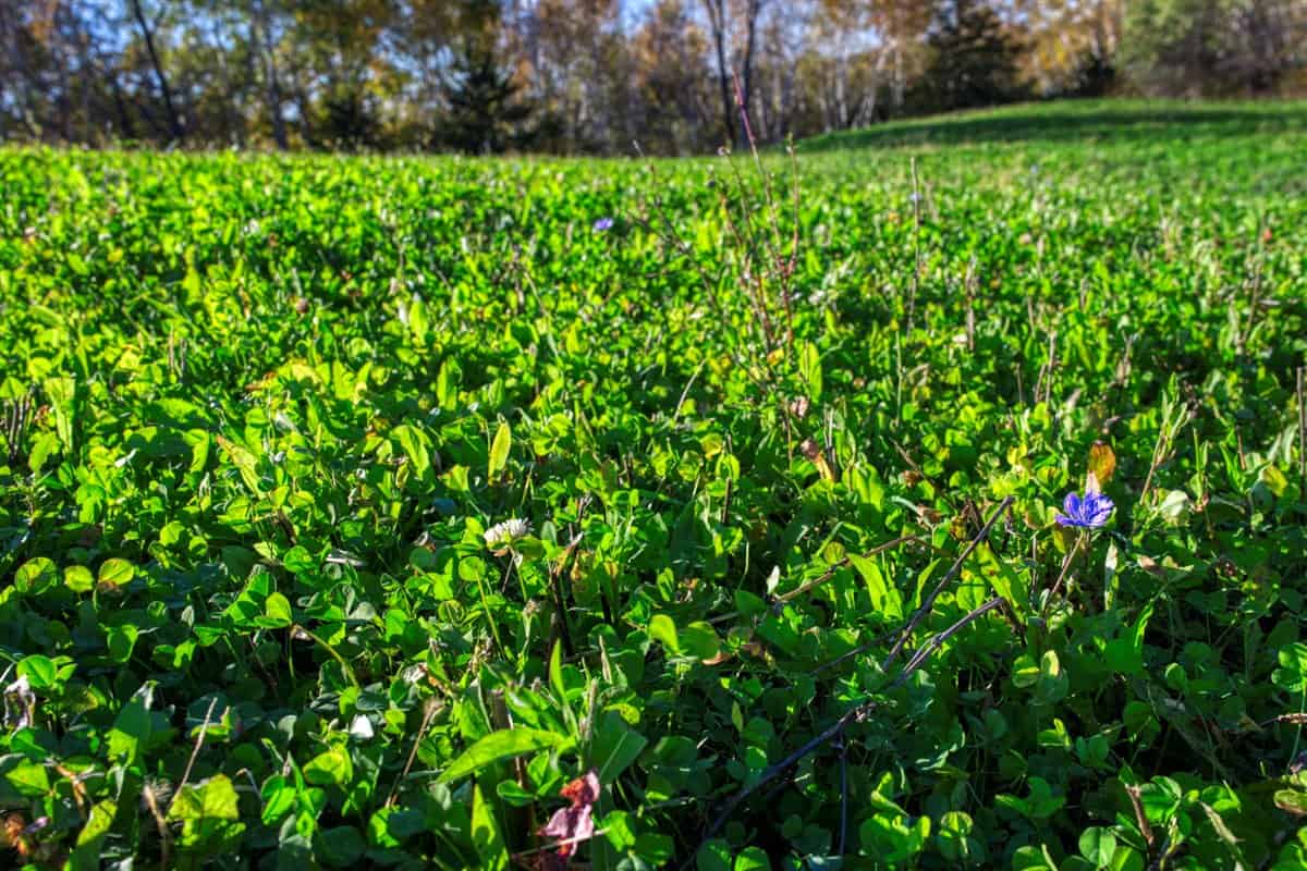 252± Acre Legacy Estate in Trempealeau County WI