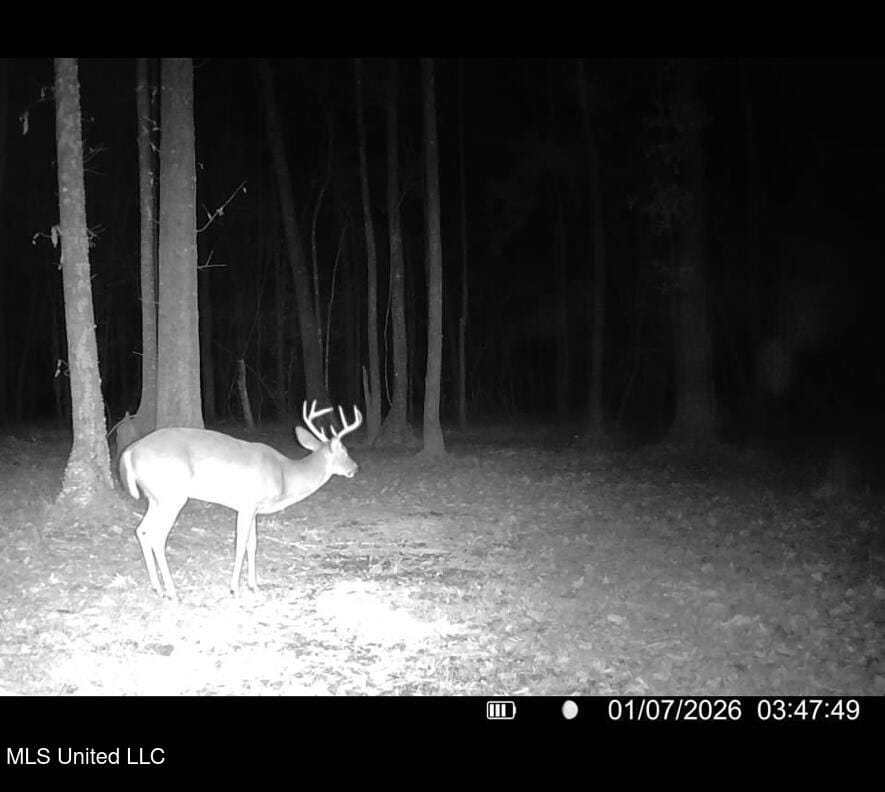 113± Acres for Sale in Osyka, MS on Tickfaw River