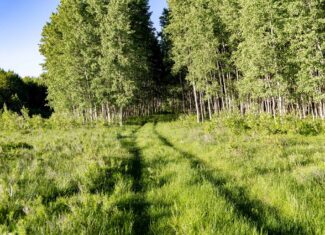 Buckhorn Lakes Ranch Investor Offering – 449± Acres of Premium Mountain Terrain for Sale