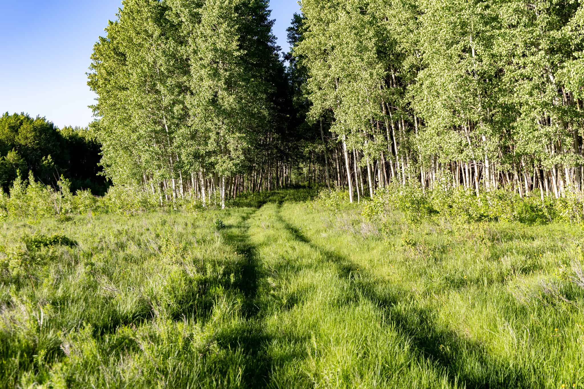 Buckhorn Lakes Ranch Investor Offering – 449± Acres of Premium Mountain Terrain for Sale