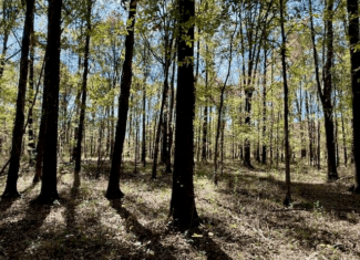 76 Acres For Sale Clay County MS