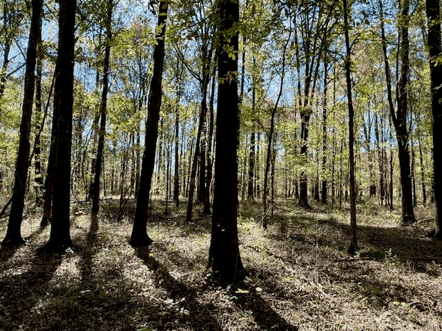76 Acres For Sale Clay County MS