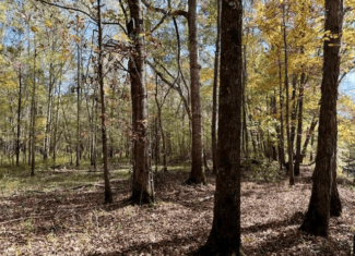 158.8 Acres Creek Frontage Clay County MS