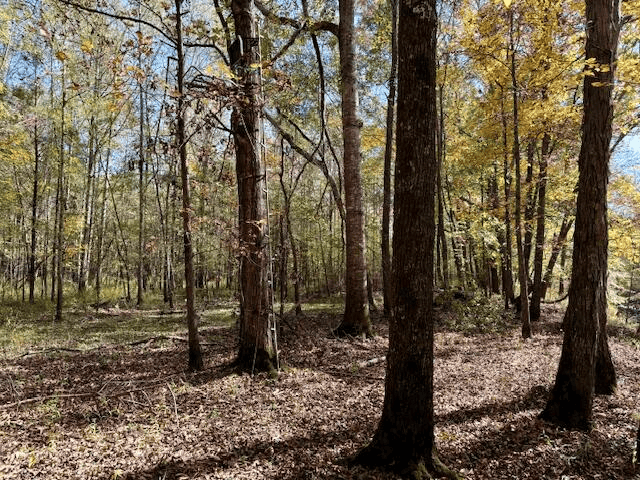 158.8 Acres Creek Frontage Clay County MS