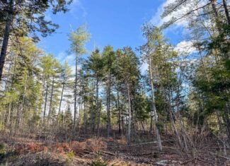 13.9 Acre Surveyed Parcel – Passadumkeag, Maine