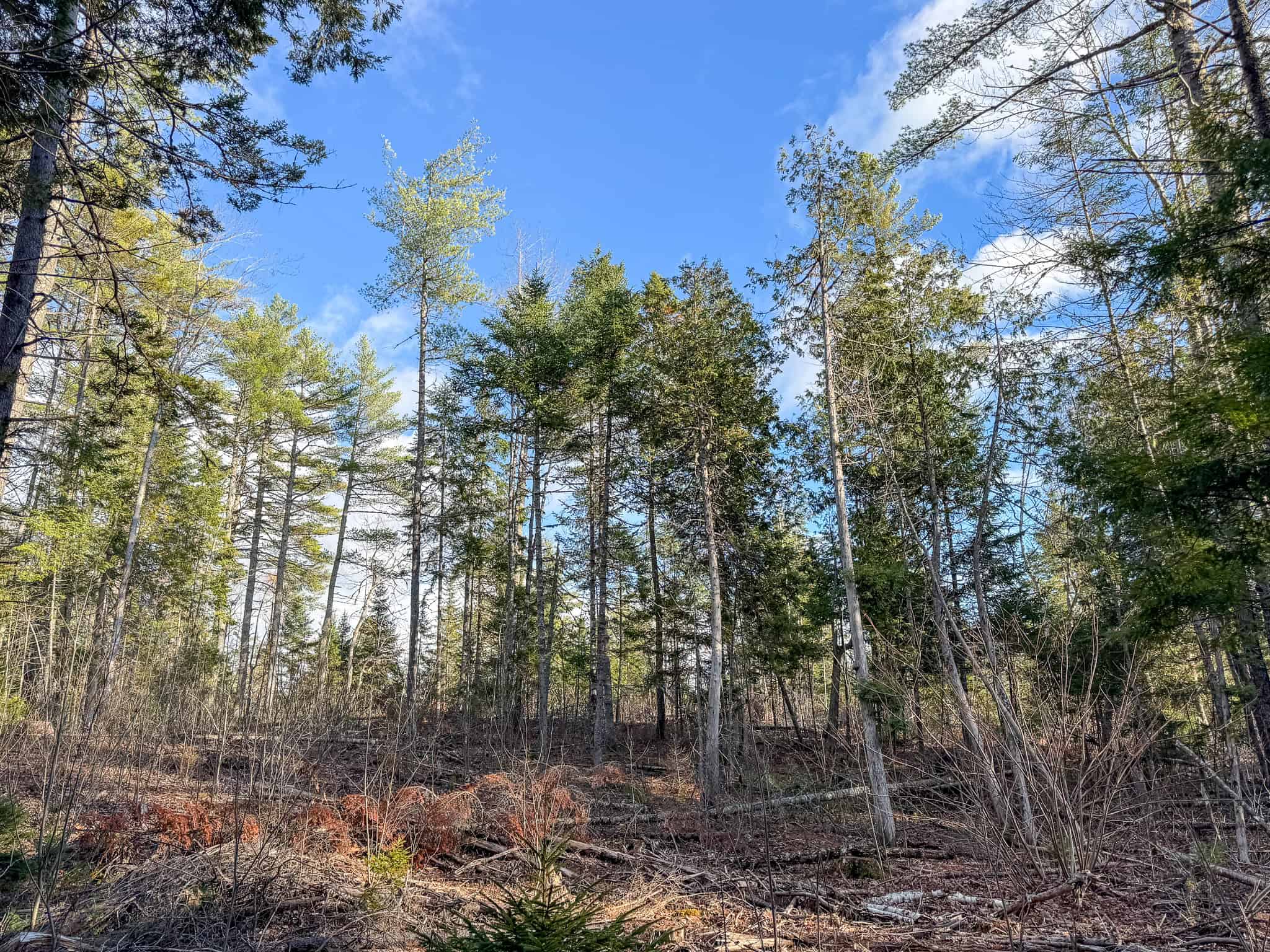 13.9 Acre Surveyed Parcel – Passadumkeag, Maine