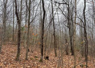 82 Acres with a Mountain View – Strong, Maine