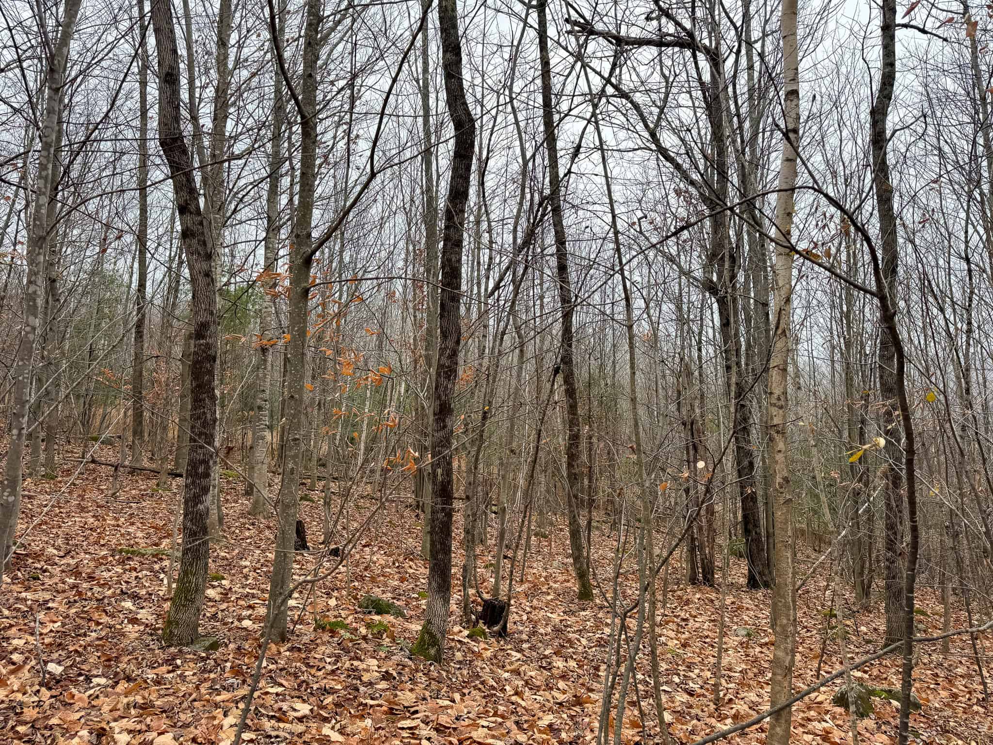 82 Acres with a Mountain View – Strong, Maine