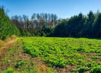 Windy Ridge – Conservation Homestead – 187 ± Acres in Monroe County’s Driftless Area of Wisconsin
