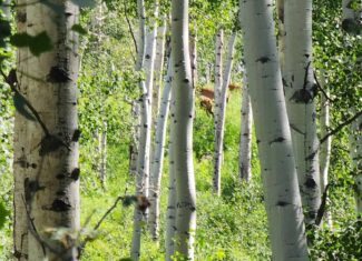 Colorado Hunting and Recreation Acreage