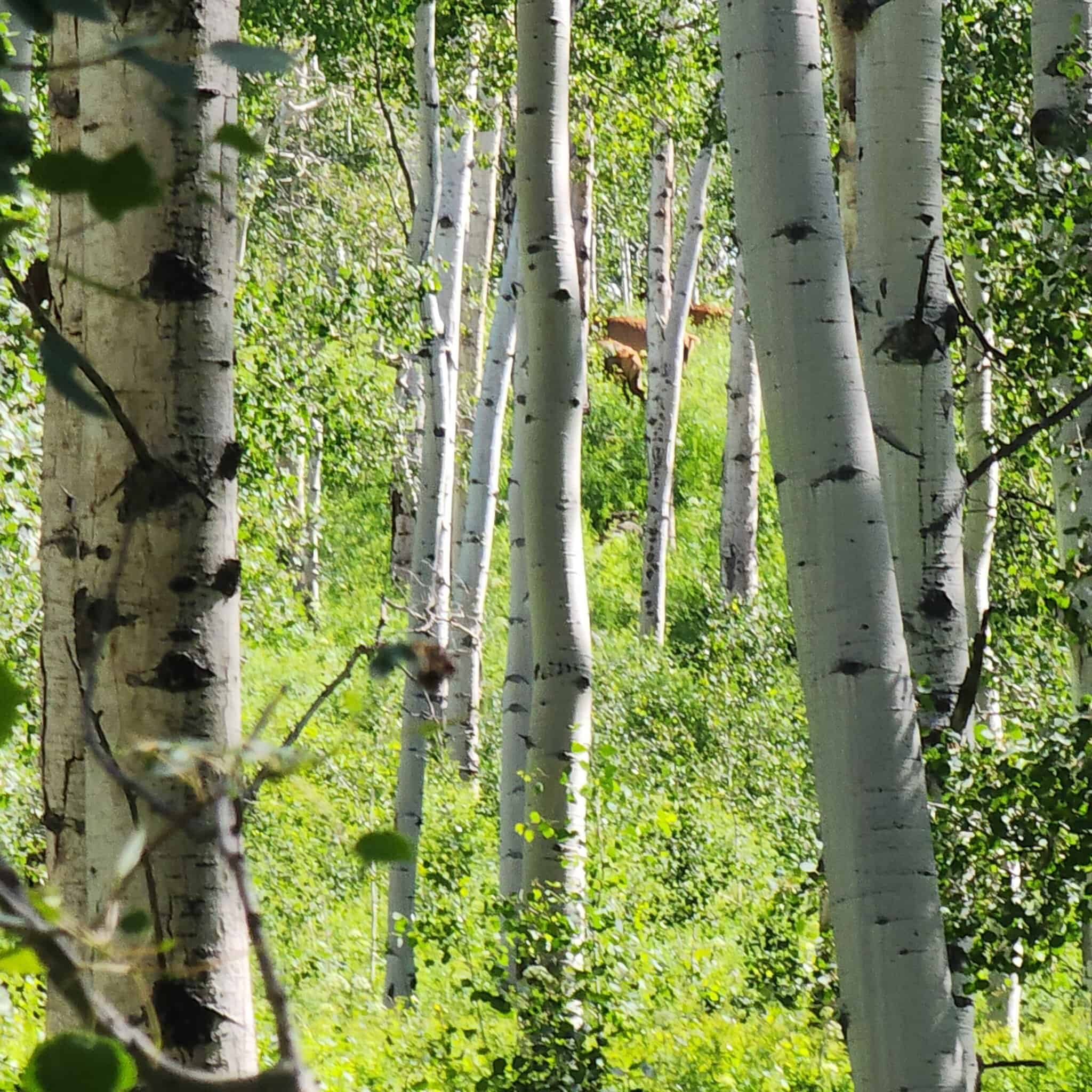 Colorado Hunting and Recreation Acreage