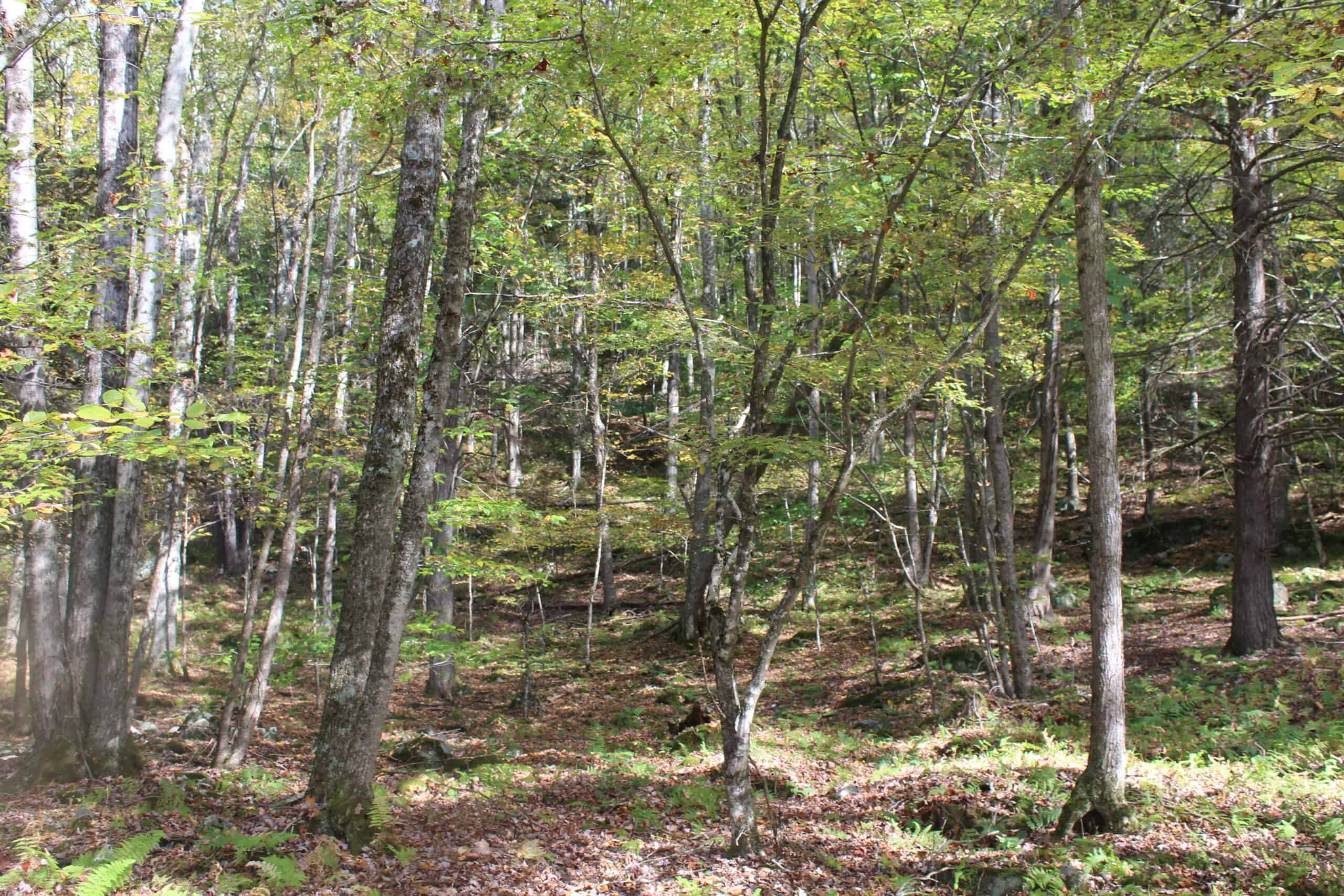 Catskills Hunting and Fishing Land For Sale in New York