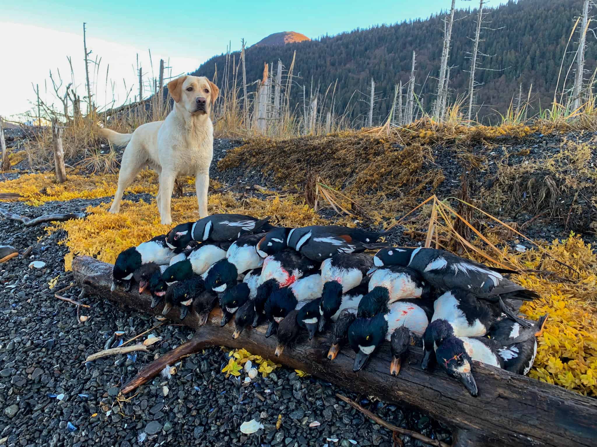 Off-Grid Alaska Lodge for Sale in Halibut Cove