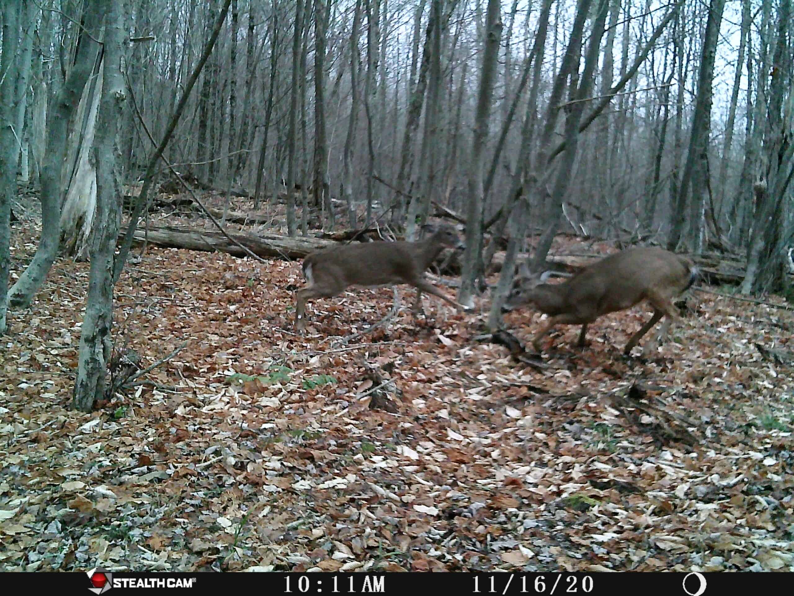 Catskills Hunting and Fishing Land For Sale in New York