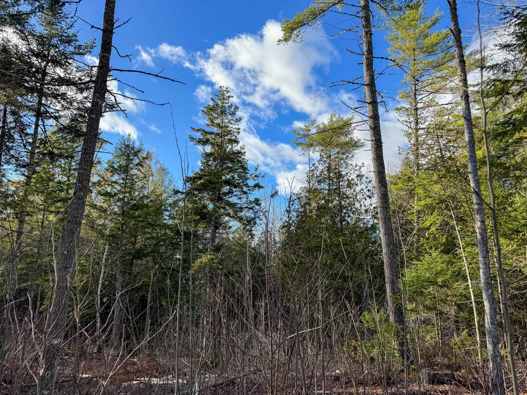 13.9 Acre Surveyed Parcel – Passadumkeag, Maine