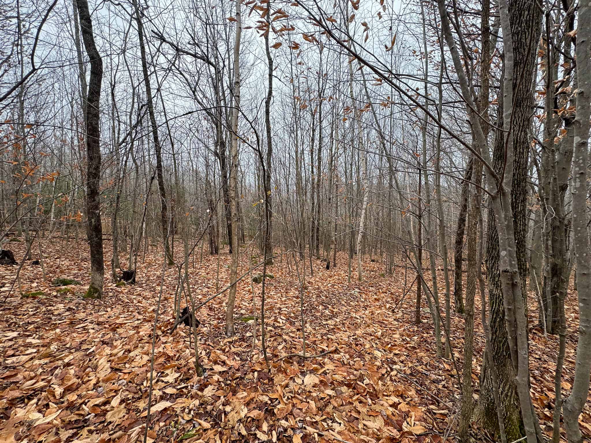 82 Acres with a Mountain View – Strong, Maine