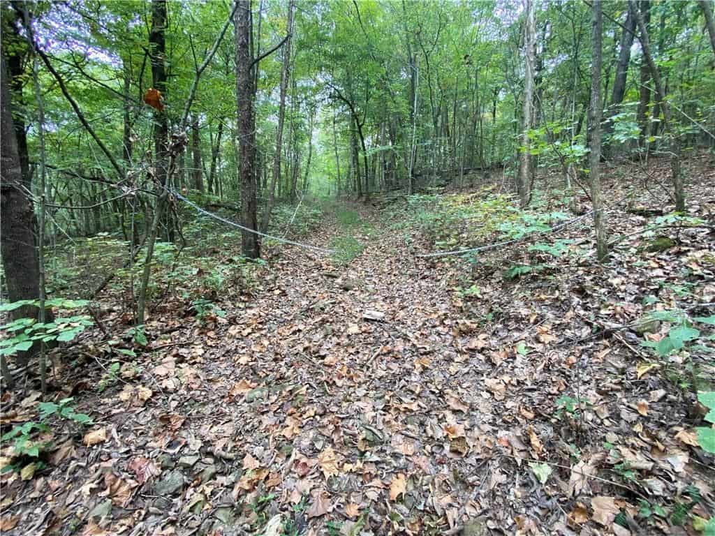 39.75 Newton County Hunting Land/Timber Property For Sale Low Gap