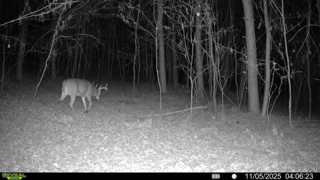 118± Acre Portage County WI Ag and Hunting Property