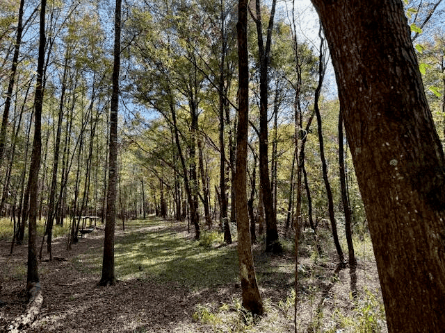 158.8 Acres Creek Frontage Clay County MS
