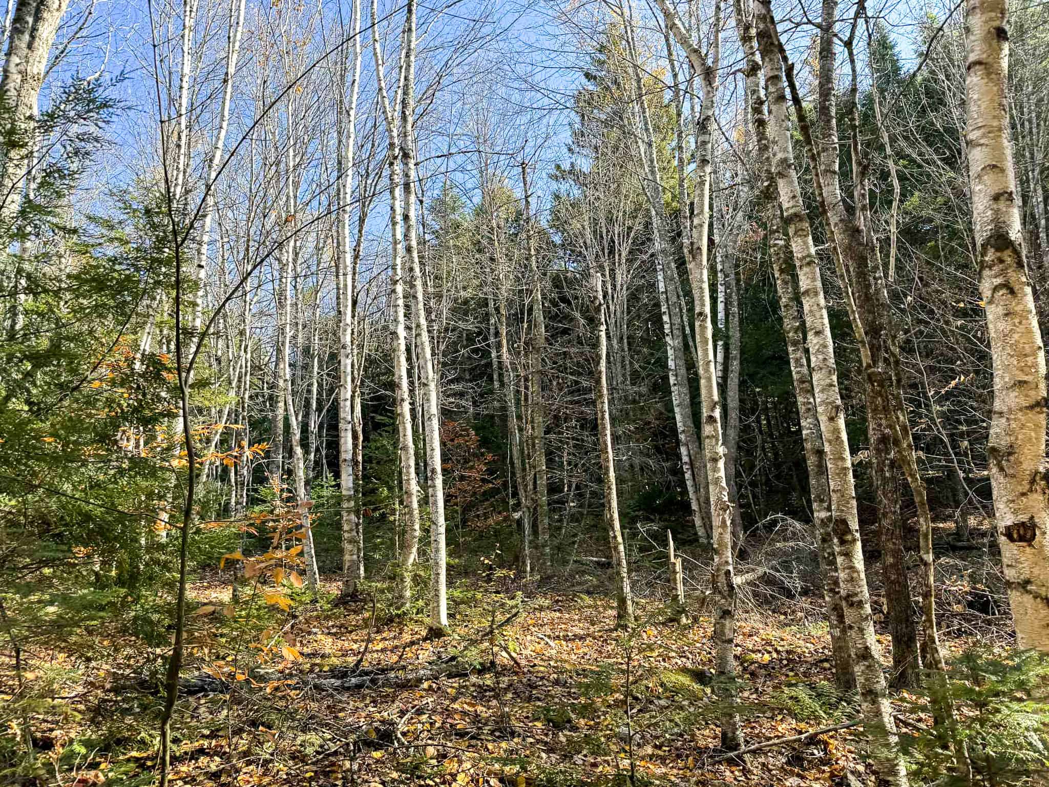 41 Acres with 1330 Ft on Long Lake – Northfield, ME