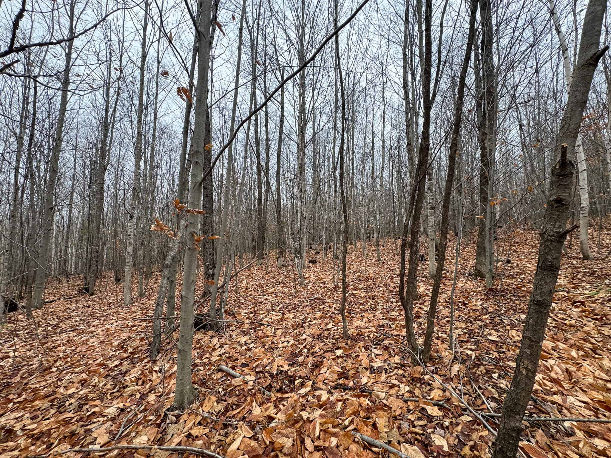 82 Acres with a Mountain View – Strong, Maine