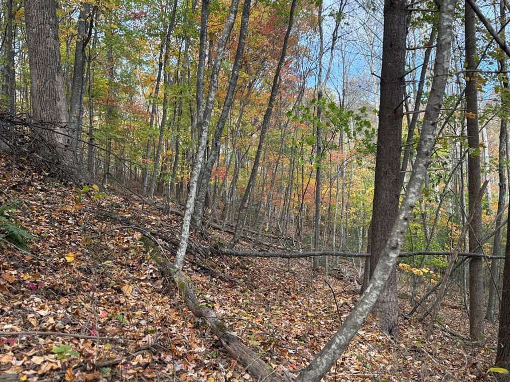 Blackwells Hollow: Your Albemarle County Mountain Retreat – The Ultimate Hunting and Recreation Sanctuary