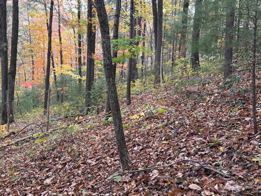 Blackwells Hollow: Your Albemarle County Mountain Retreat – The Ultimate Hunting and Recreation Sanctuary