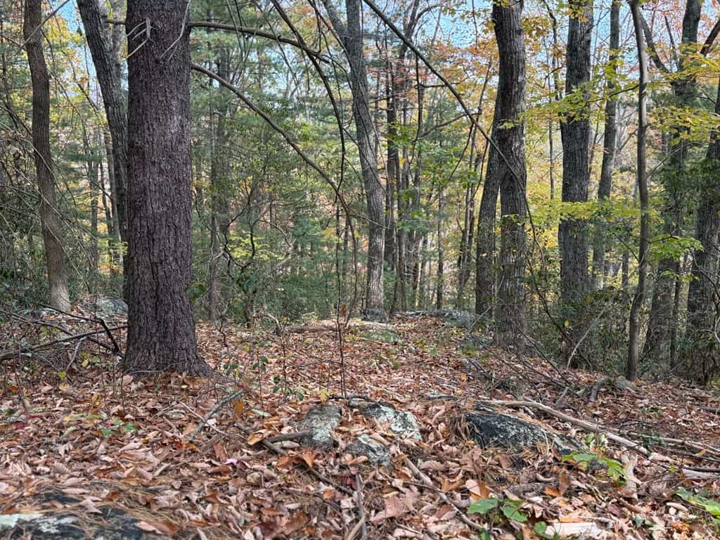 Blackwells Hollow: Your Albemarle County Mountain Retreat – The Ultimate Hunting and Recreation Sanctuary